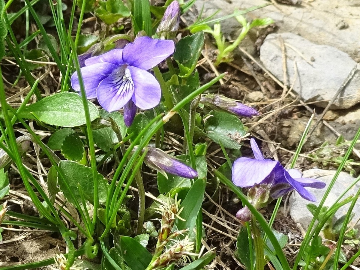 Viola pyrenaica (Violaceae)